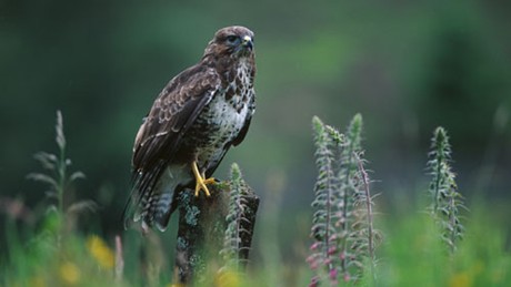 buzzard