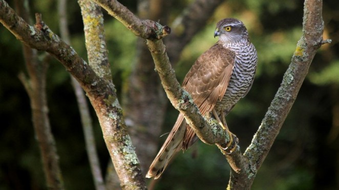 female sparrowhawk