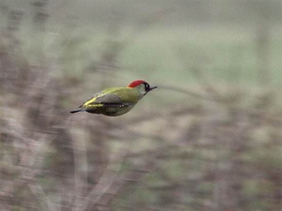 green woodpecker