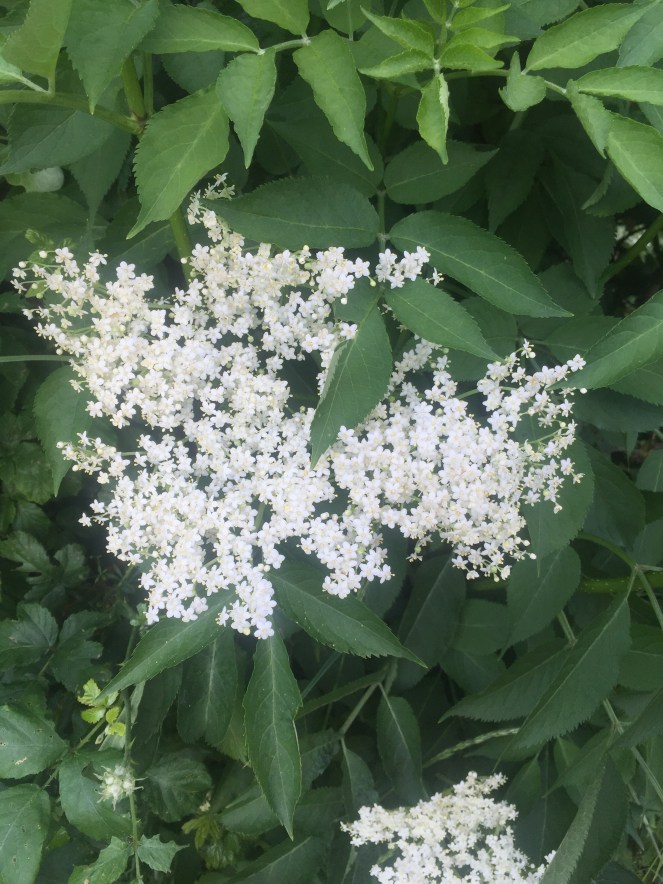 elderflower