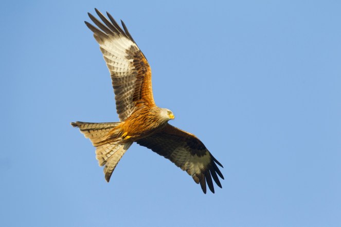 red kite