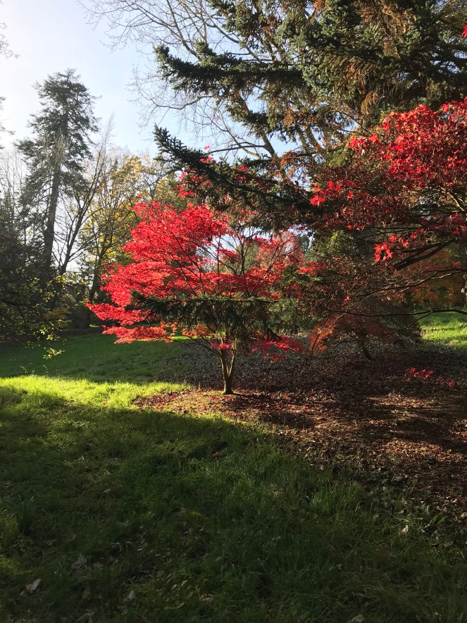 Batsford Arboretum 