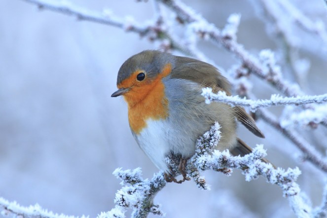 Robin on frosty morning