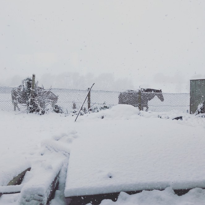 Horses in falling snow Cotswolds