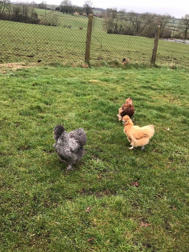 Bantams silkies pekin