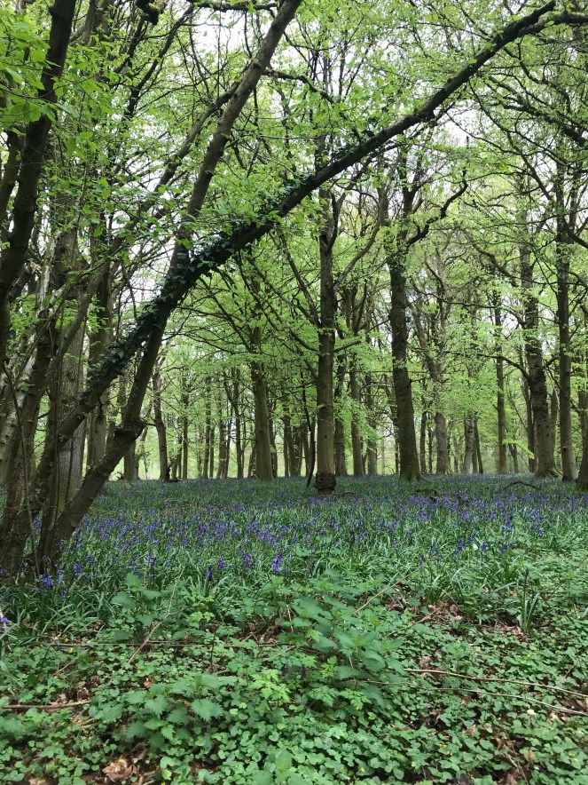 Foxholes Nature Reserve