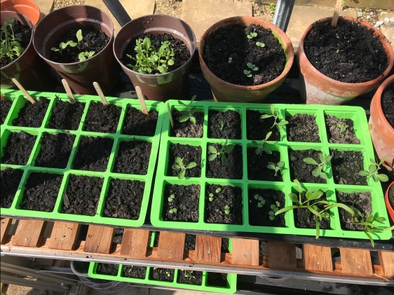 seedlings