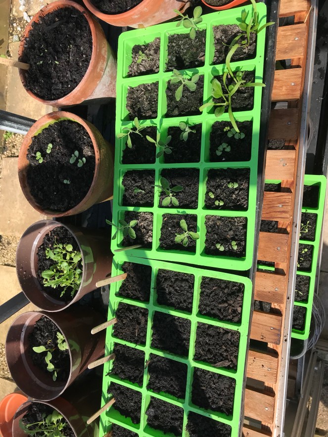 Greenhouse plants