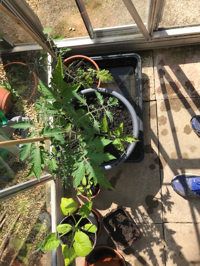 Tomato plants in the greenhouse