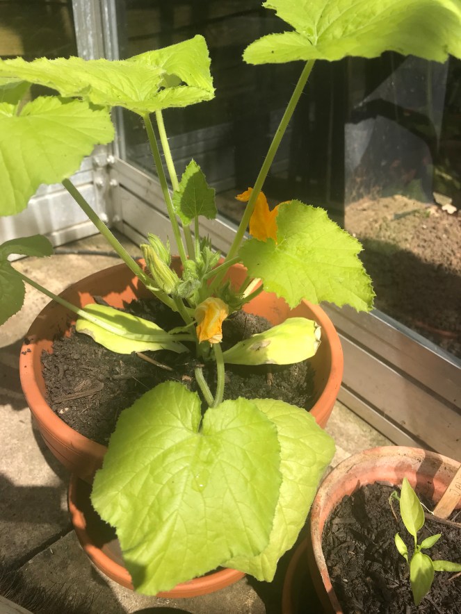 courgette plant