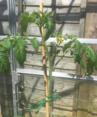 flowering tomato plant