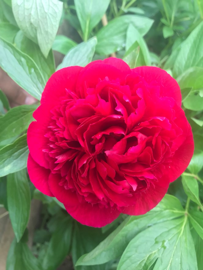 peony in flower