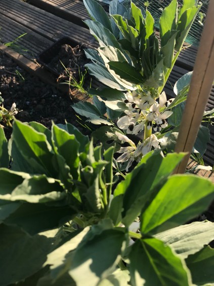 flowering broad beans