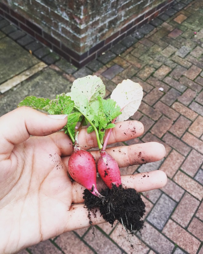 Homegrown radish