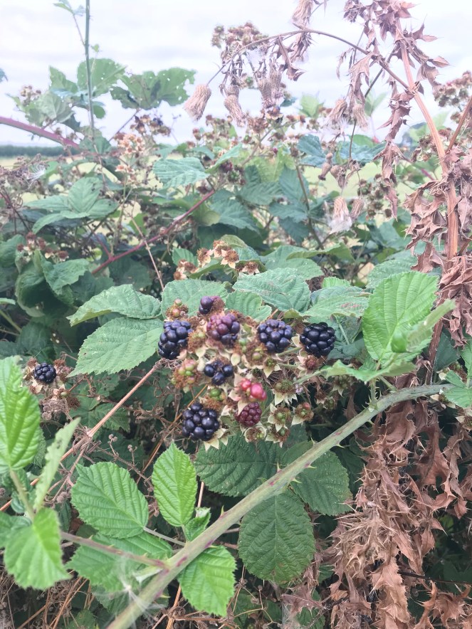 blackberries in July