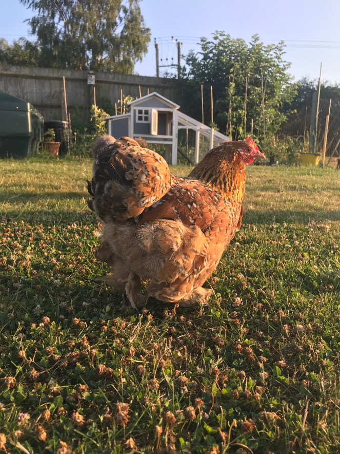 Silkie chicken