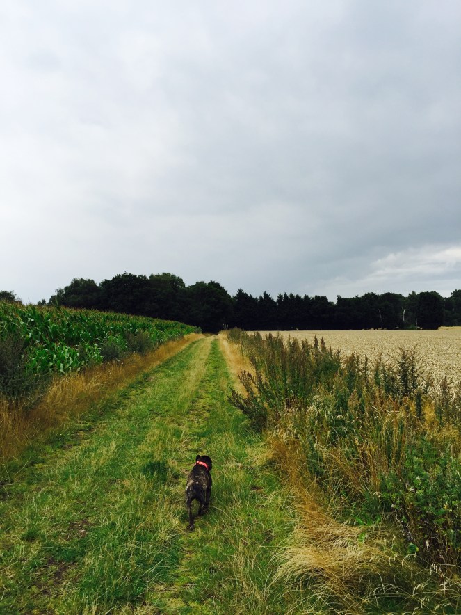 rural shropshire lanes