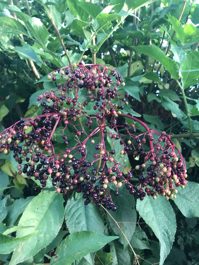 elderberries