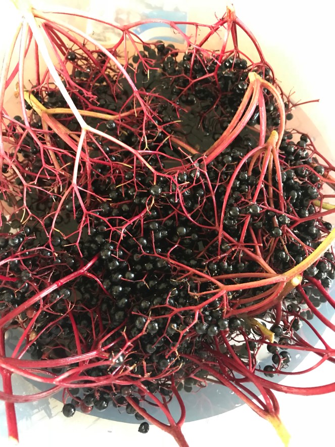 elderberries
