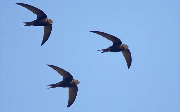 swifts