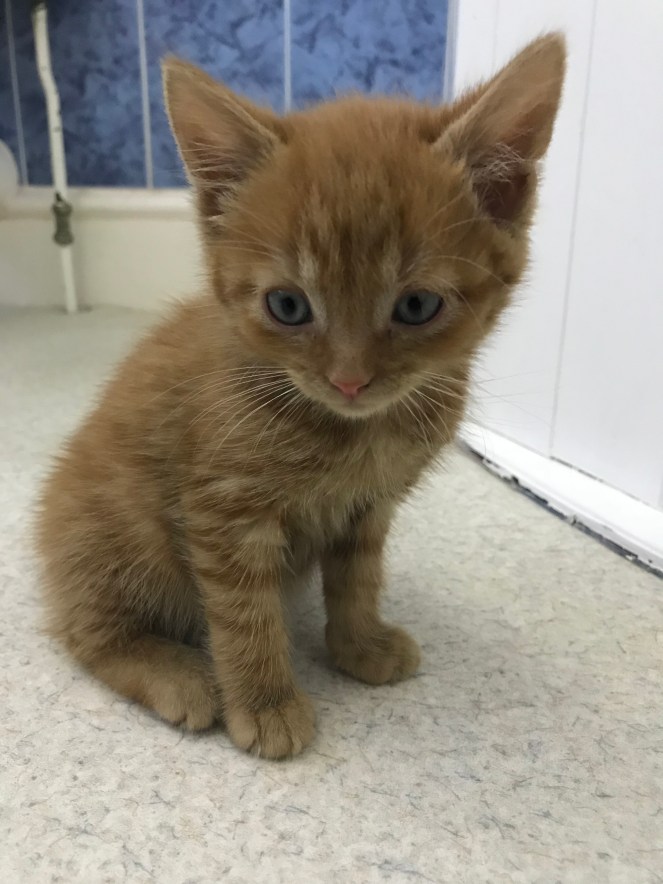 ginger kitten