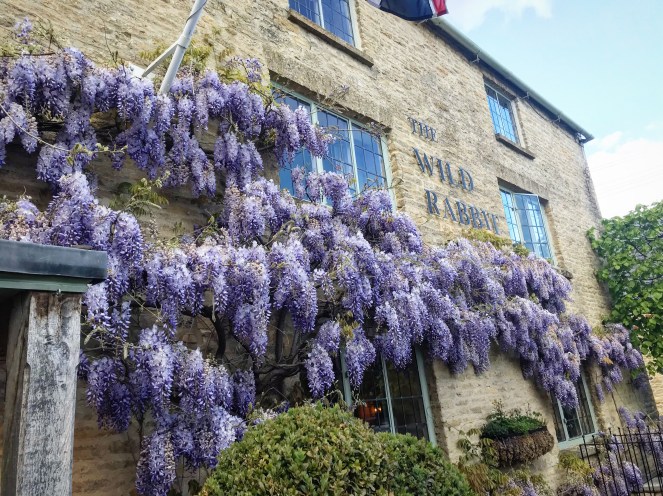 The Wild Rabbit pub covered in wisteria 