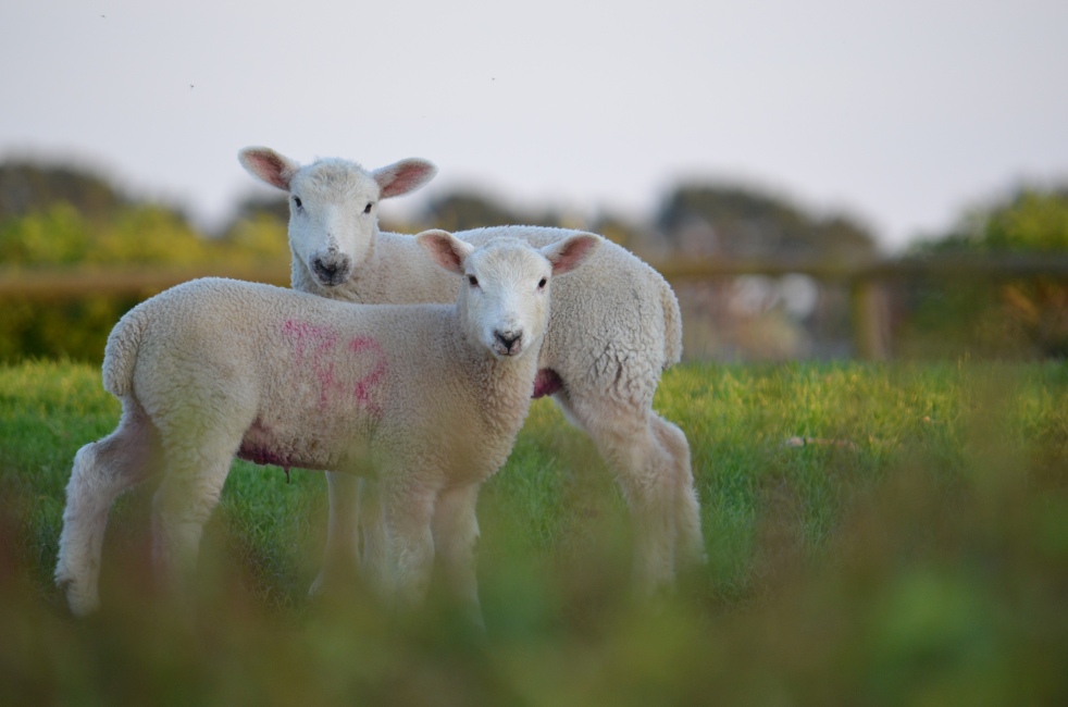 two lambs in a field