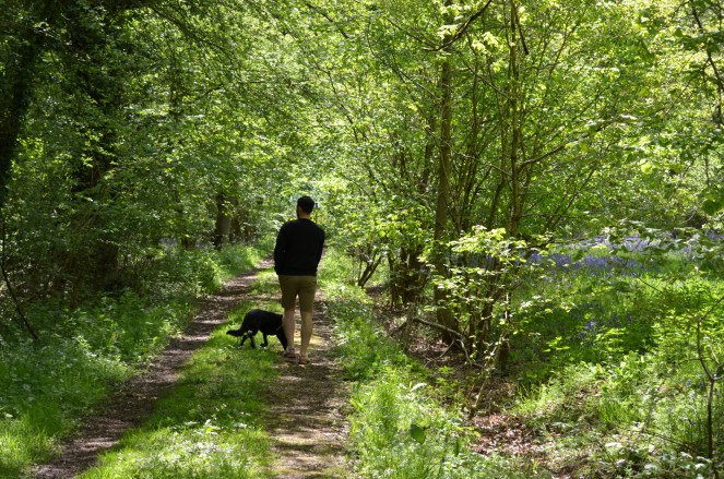 Walking through a bluebell wood in the Cotswolds