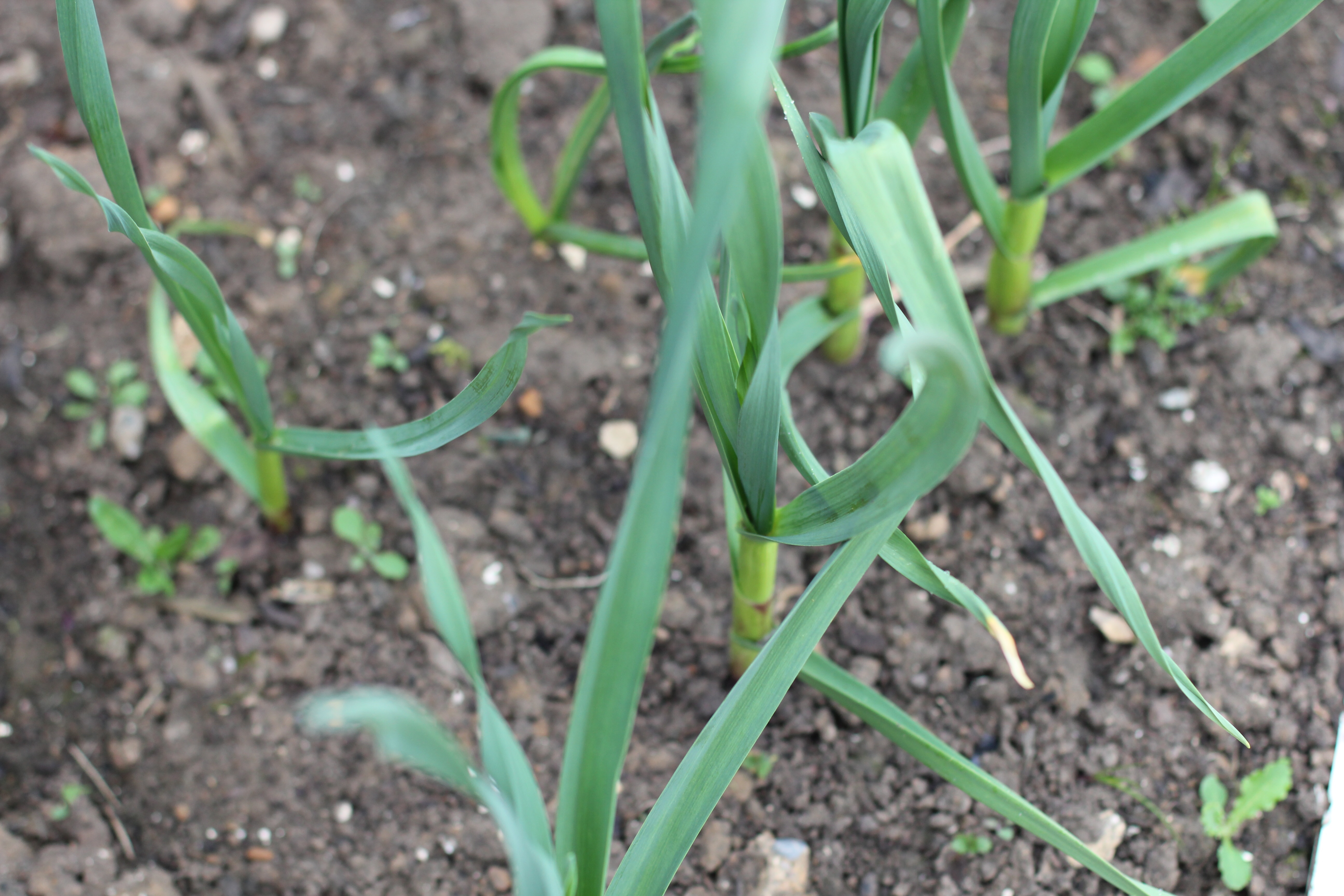  organic homegrown garlic