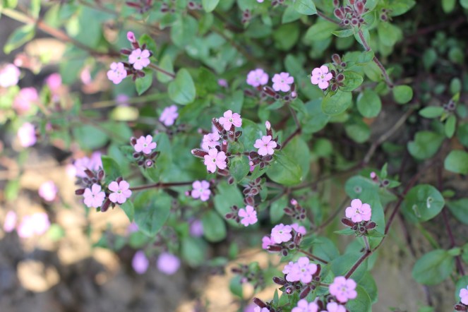 Saponaria ocymoides, tumbling ted plant