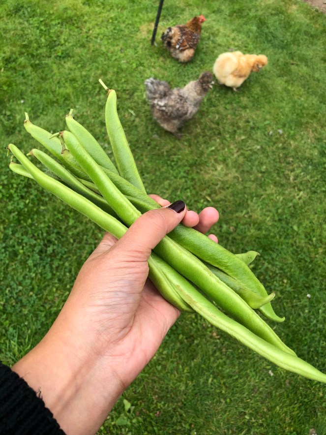 homegrown runner beans