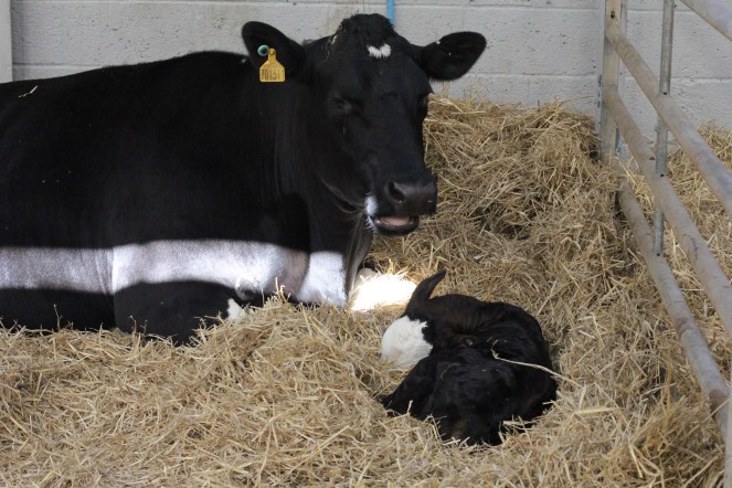 Daylesford autumn festival