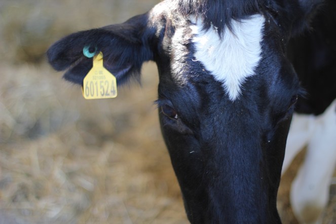 Daylesford autumn festival