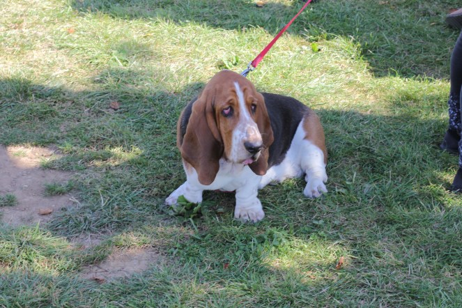 Daylesford autumn festival