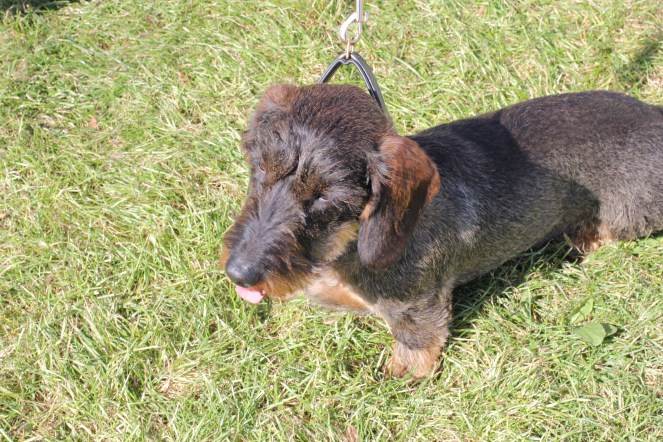 Daylesford autumn festival