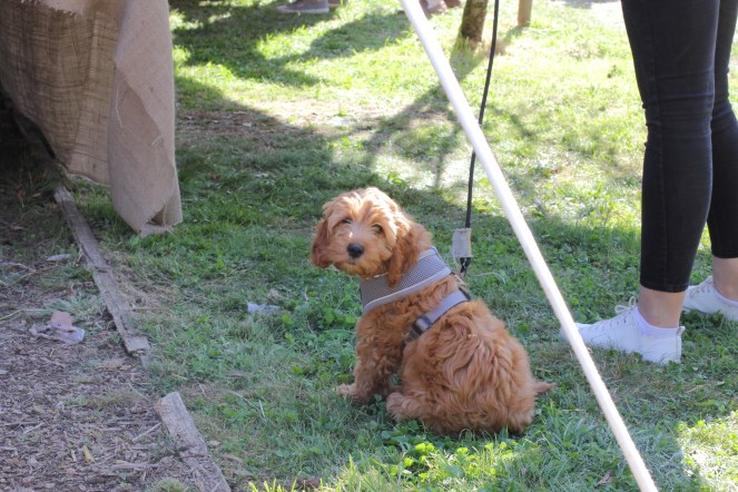 Daylesford autumn festival