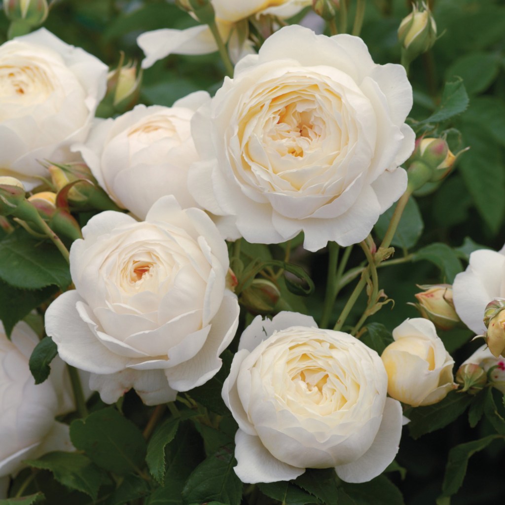 A climbing David Austin rose, called Claire Austin rose in full bloom. 