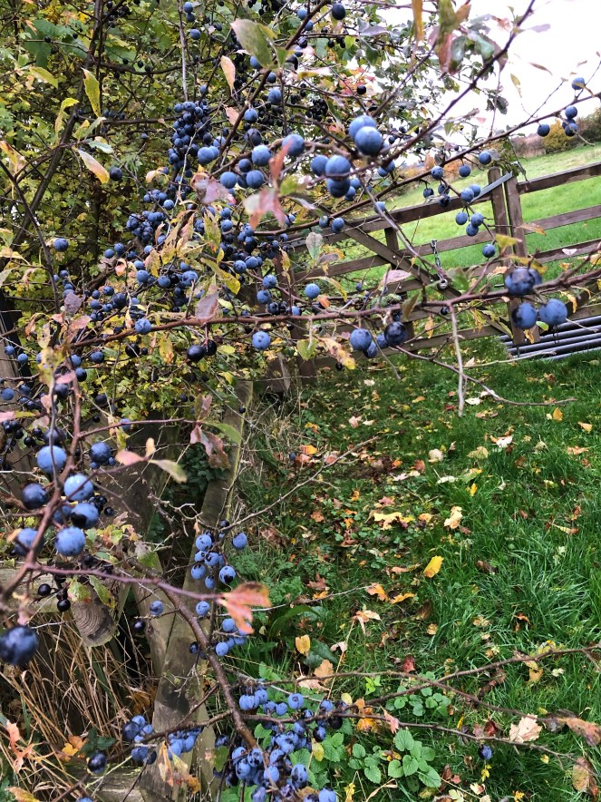 sloes
