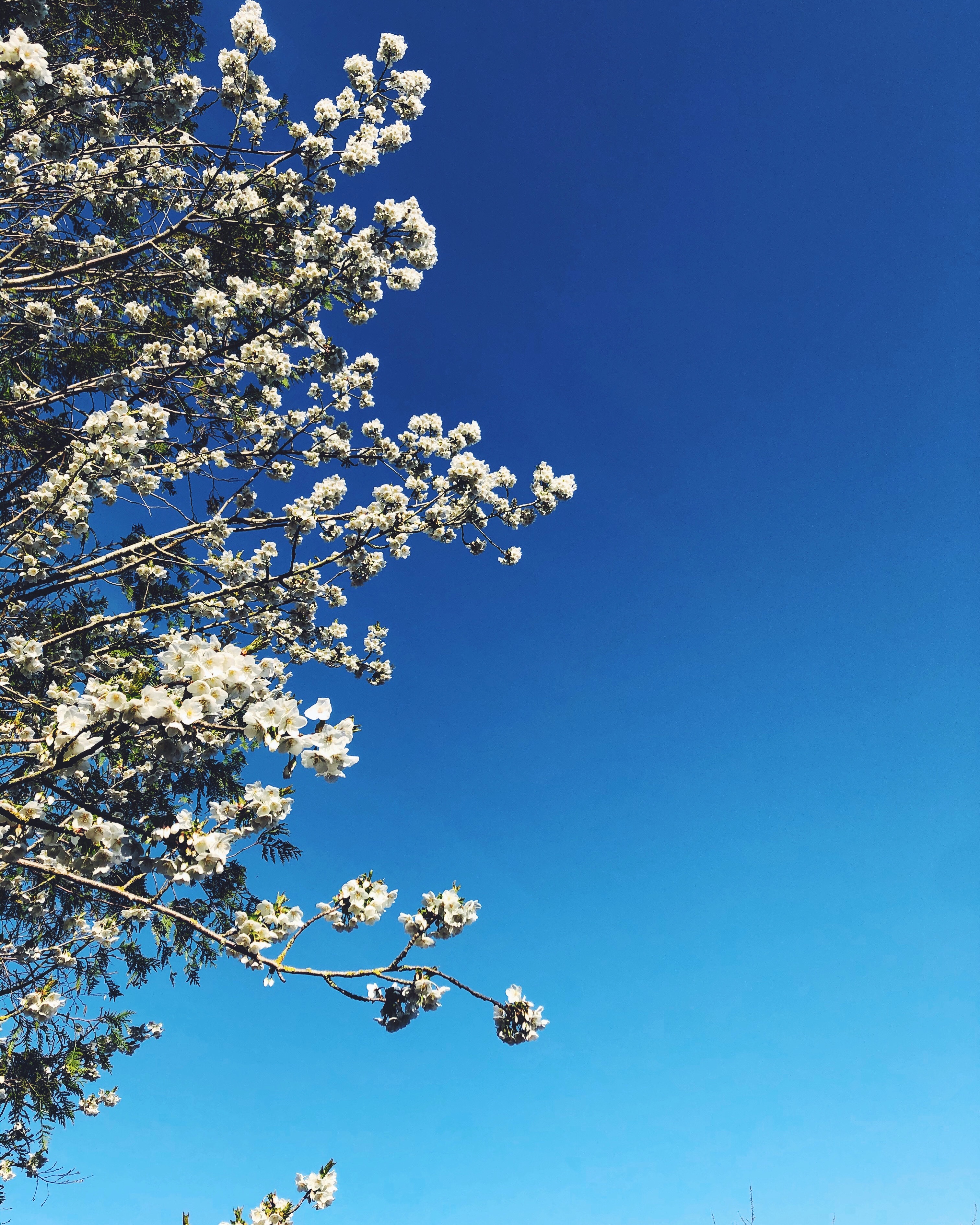 spring blossom against a blue sky