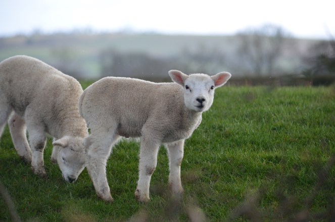 A spring lamb in the field