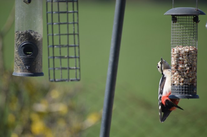 Great spotted woodpecker on a bird feeder