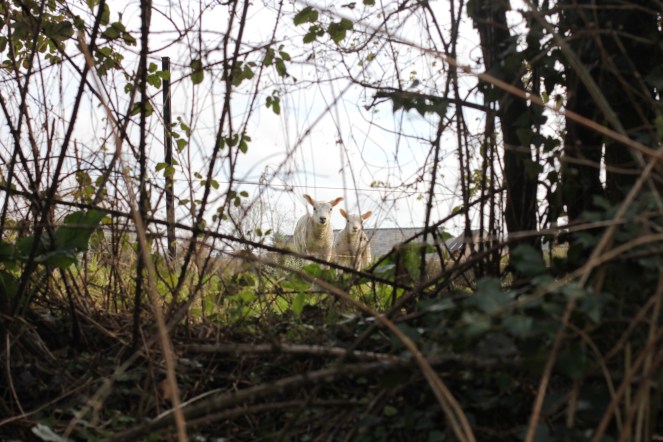 lambs through the bushes
