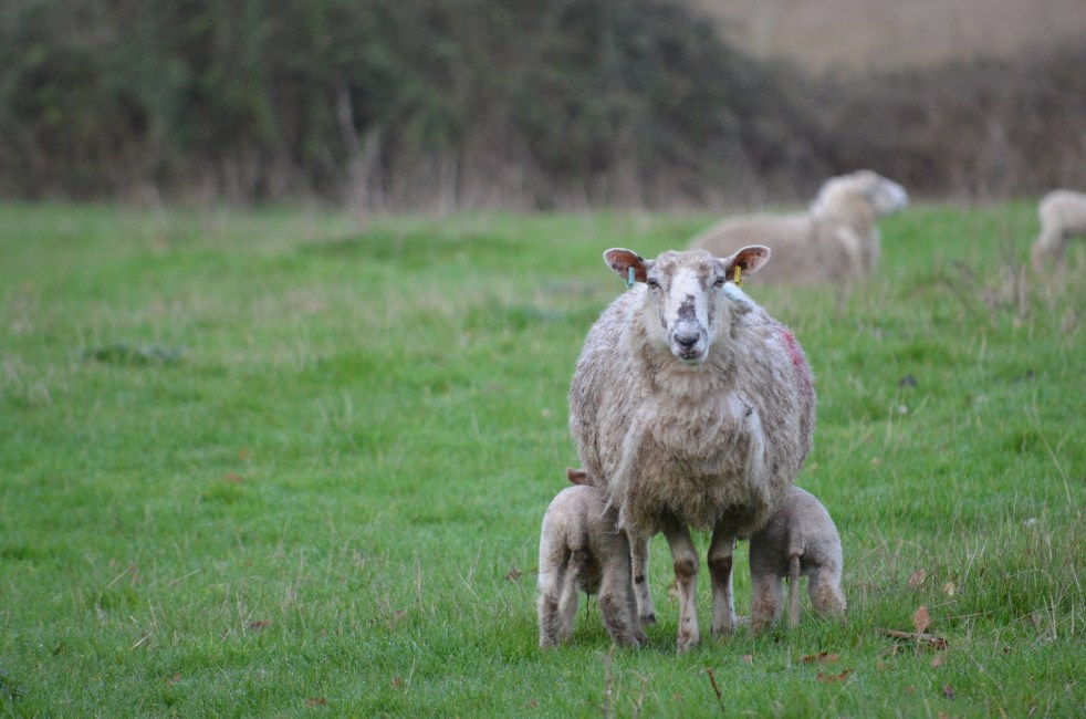 sheep feeding her twin lambs