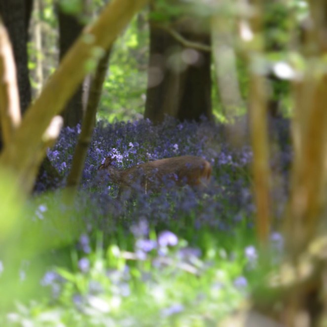 muntjac in bluebell woods in the Cotswolds