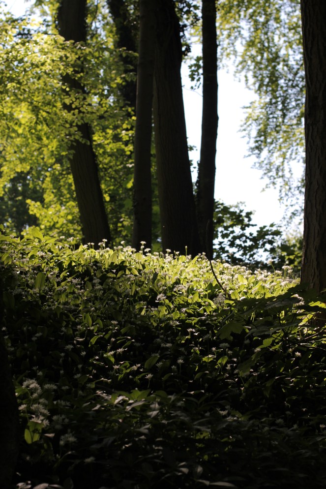 wild garlic in woods scenery