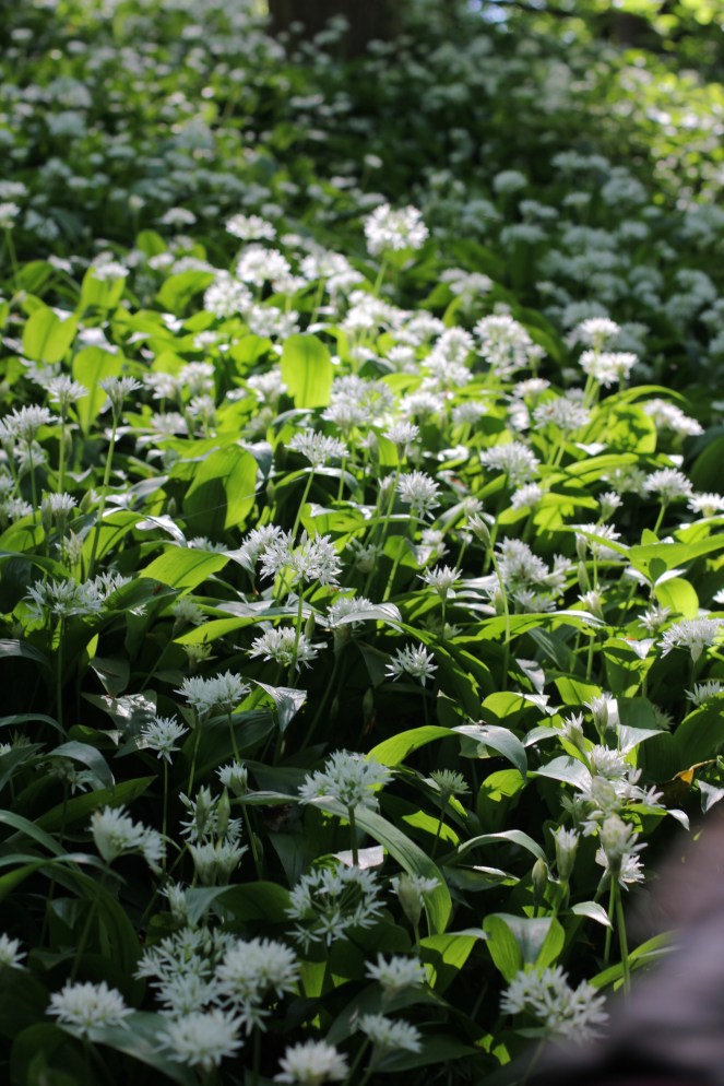 covering of wild garlic in the Cotswolds