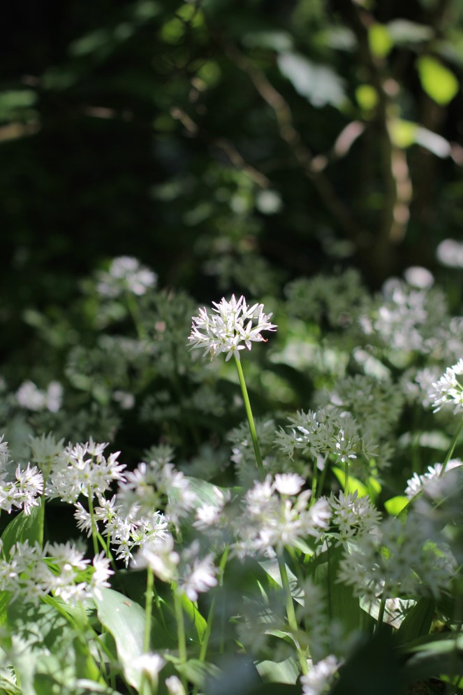 close-up of wild garlic taken with Canon 50mm 1.4