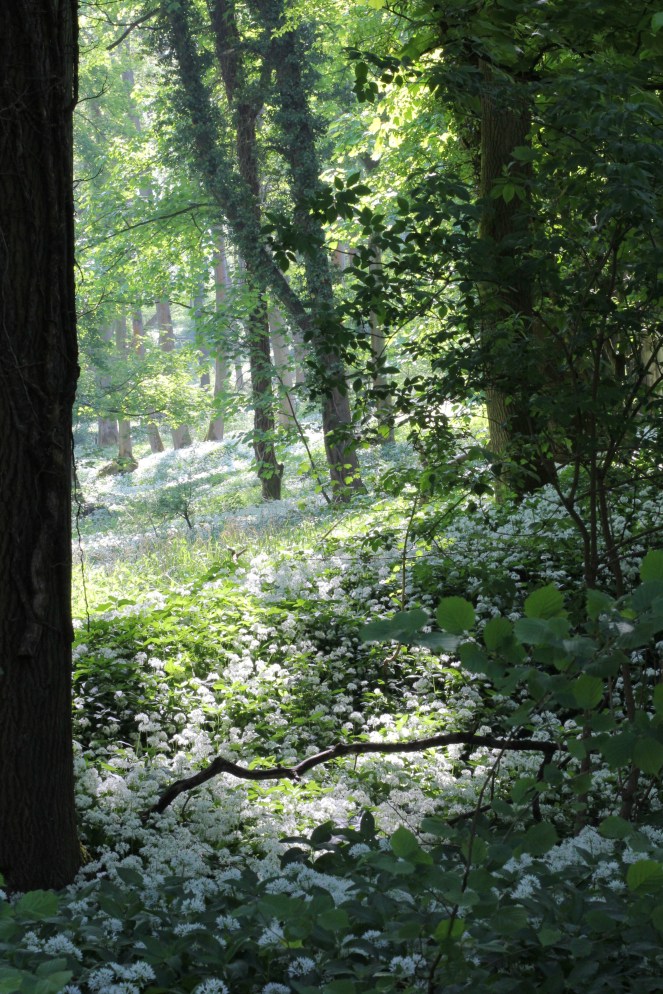 wild garlic scenery in the woods, in the Cotswolds 