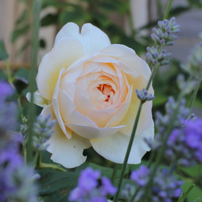 claire austin climbing rose