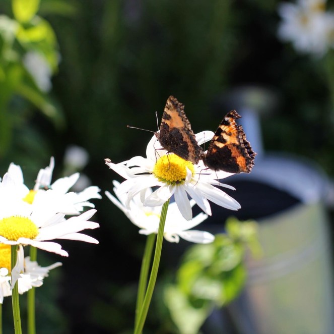 ox-eye daisies and butterflies